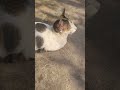 Tumhe pata hai😻🧚‍♀️🙃 #catmemes#funnymemes#viralshorts#funnyshorts#memes#trendingshorts#trendingmemes