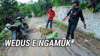 Download Lagu WADUH WEDUS E MINGGAT🤣 MP3