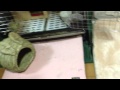 うさぎのモキュ様 おやつの時間( ^ω^ )