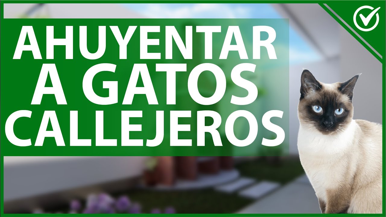 invención Pertenece Musgo 🐱 Cómo Ahuyentar a los Gatos Callejeros de mi Casa y Jardín - Guía de  Repelentes 🐱 - YouTube