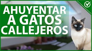 Cómo Ahuyentar a los Gatos Callejeros de mi Casa y Jardín  Guía de Repelentes