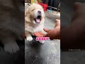 THIS PUPPY 🐶🦴