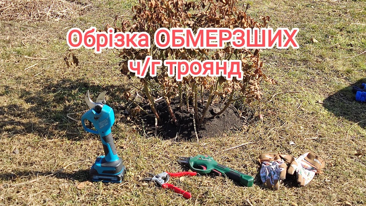 Обрізка обмерзших ч/г троянд