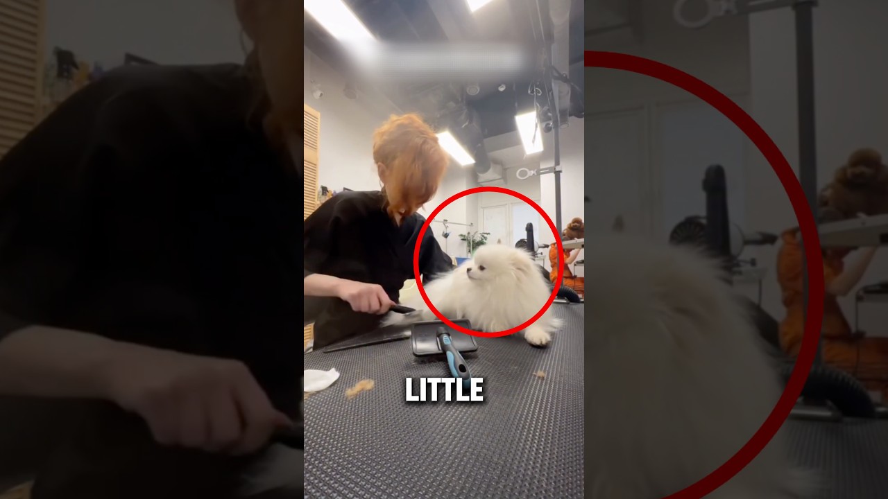 She knew exactly how to calm him! 🐾🥰