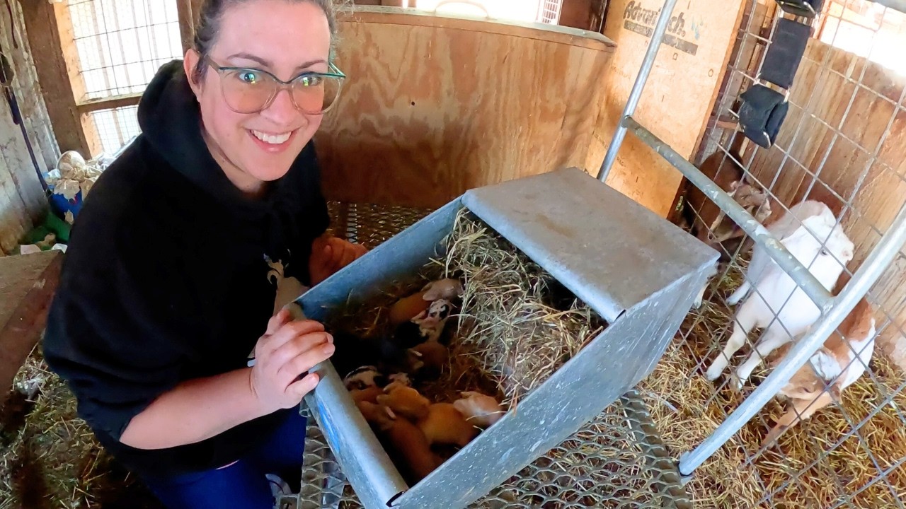 Homestead Life This Week: Gamebird Fritters,  Colorful Rabbit Kits, Baby Goats Born & Garden Update!