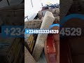 construction of new chair