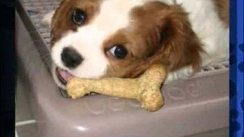 Cornell University Veterinary Specialists (CUVS) on News 12 CT's "Pet Talk" with Lauren Collier