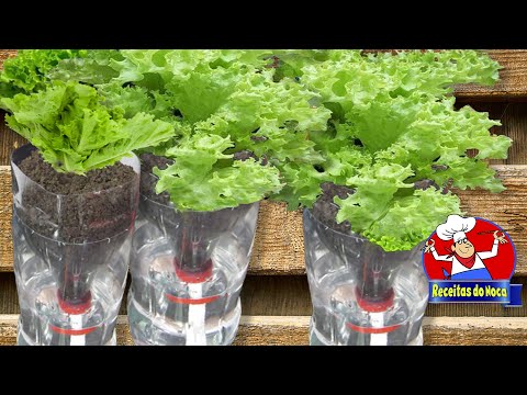 Vídeo: Irrigação para caixas de janela - Métodos de caixa de janela autoirrigável
