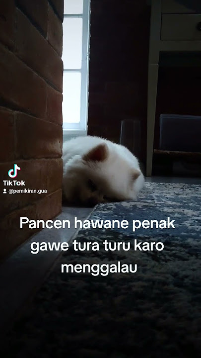 turu ra resiko #shorts #story