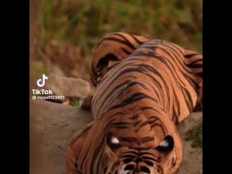 Crocodile vs Tiger - YouTube