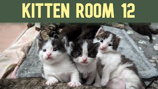 Kitten Room 12: Day 23  3 Mamas and 9 kittens