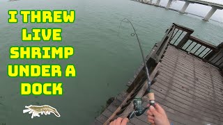 I THREW LIVE SHRIMP UNDER A DOCK! ** I DIDN'T REGRET IT ** by 24-7 Fishing 735 views 2 years ago 12 minutes, 46 seconds