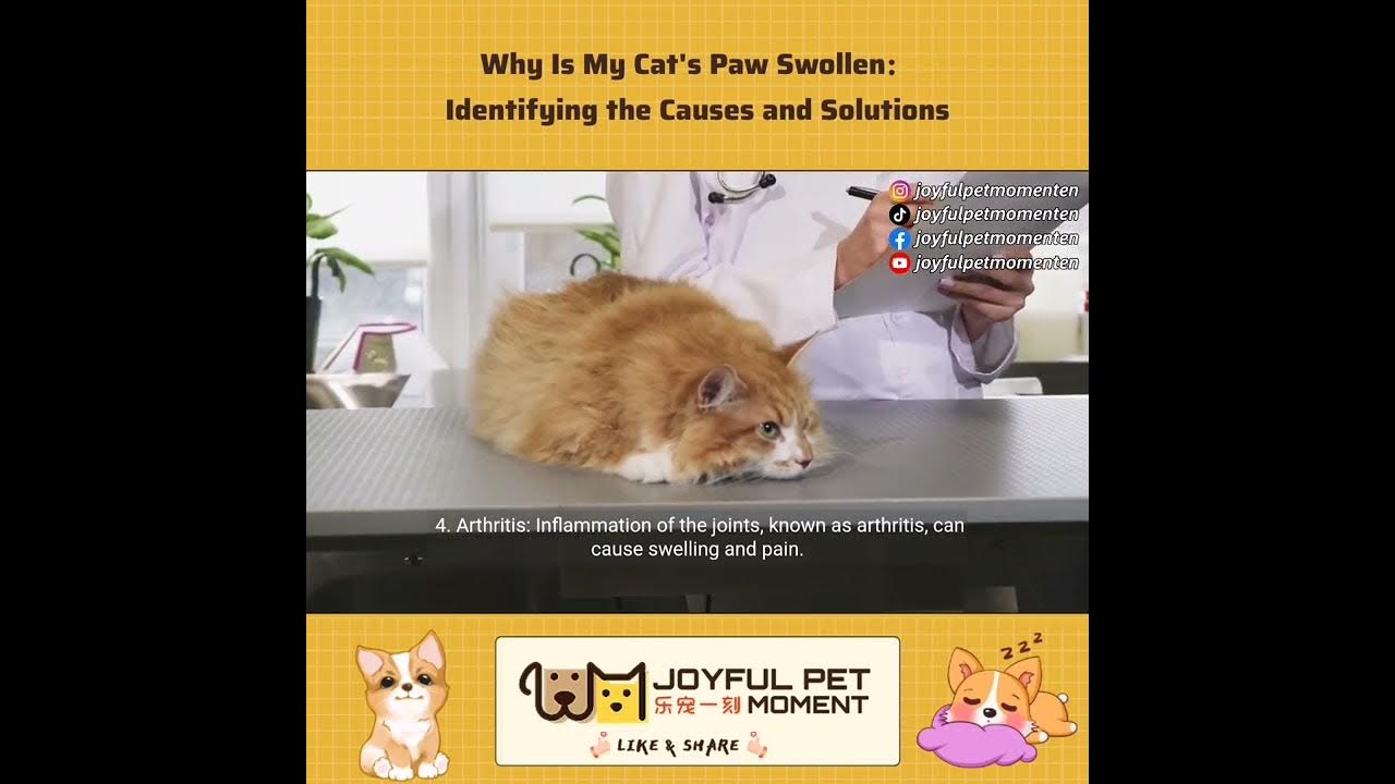 Why Is My Cat's Paw Swollen： Identifying the Causes and Solutions YouTube