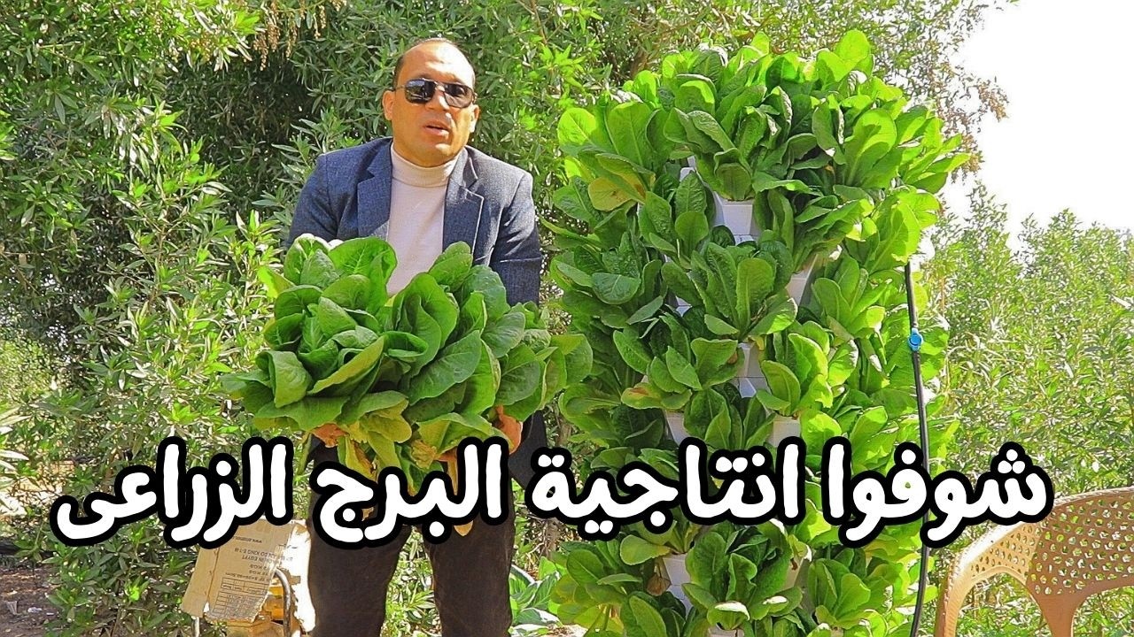 حصاد الخس في البرج الزراعى ومعلومات مهمة جداً اول مرة تعرفها عن البرج الزراعى والزراعة الرأسية