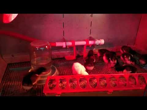 Маленькие маранчики, видео от 8 января.