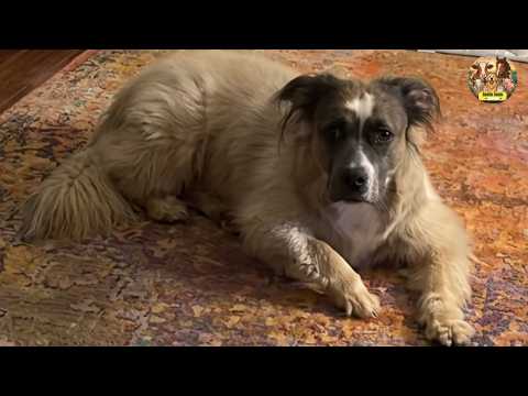 This Dog Was Rejected 6 Times—Then He Chose Me When I Needed Him Most