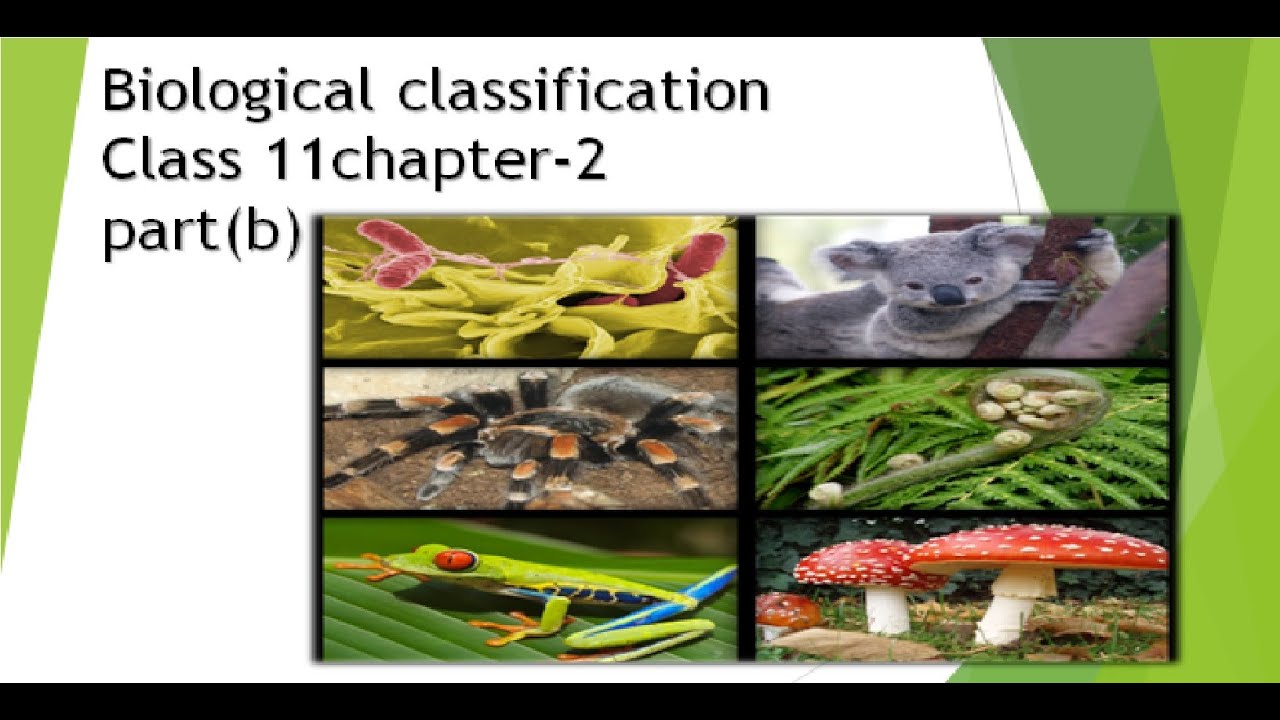 Class 11 BIOLOGY I Biological Classification I Kingdom Monera