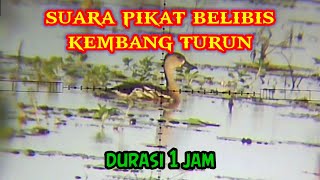 Suara belibis kembang pikat durasi 1 jam