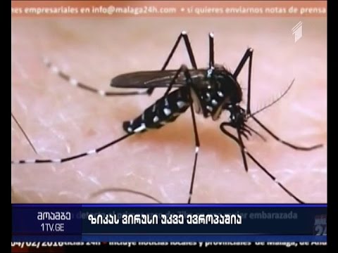 \"ზიკა\" - ვირუსი 60-წლიანი ისტორიით