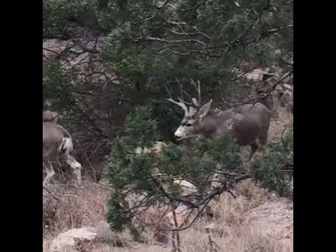 H.E.Sproul Ranch West Texas Mule Deer - YouTube