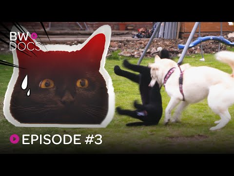 CATS AND DOGS AT WARS - OSCAR & NOVA