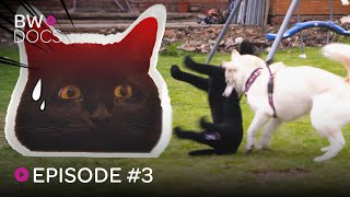 CATS AND DOGS AT WARS - OSCAR & NOVA
