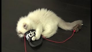 Ragdoll Kitten Likes A Sandal by Juniper Ragdoll 177 views 5 years ago 5 minutes, 16 seconds