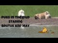 Pugs in the mud