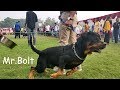 Me and Bolt visited Dog show in Lucknow 2019 || 3rd November || Mr.Bolt || Part 2