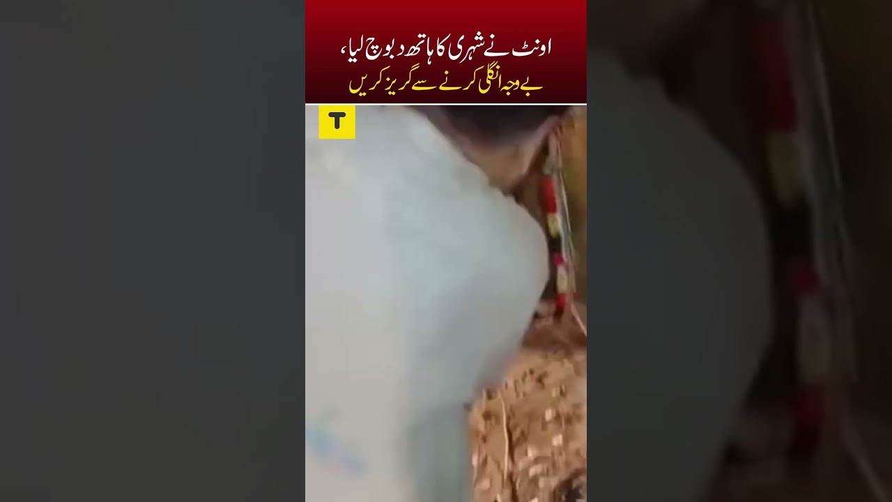 Camel Bites Man's Hand! Shocking Attack Caught on Camera | Talkeer