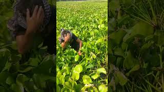 Fishing By Hand. A Smart Boy Catching Big Fish Under The Water Hyacinth #fishing #handfishing #fish