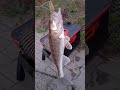 СУДАК НА ЕСТЕСТВЕННЫЙ ОКРАС ОТ "РЕЛАКСА" ПОД МАЛЬКА.