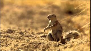 Esquilo Ustado Dramatic Chipmunk