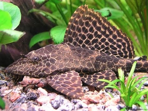 Парчовый Сом. Птеригоплихт. Pterygoplichthys gibbiceps