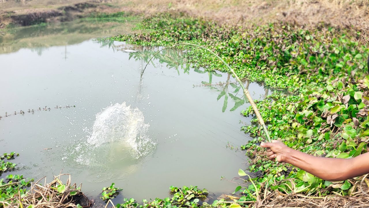 Fishing Video || If you learn fishing from village boy, you will be able to catch fish very easily