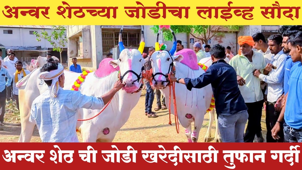 अन्वर शेठ ना आणली खतरनाक जोडी | जोडी घेण्यासाठी तुफान गर्दी #बैलबाजार #खिल्लार_महाराष्ट्राची_शान