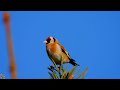 European #goldfinch Singing ,#Stillits sang,Черноголовый щегол короткий фильм,Carduelis carduelis