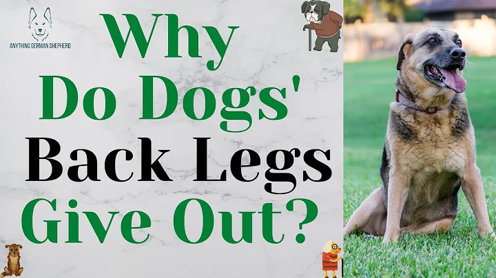 Why Do Dogs' Back Legs Give Out? (why this happens in old dogs) - DayDayNews