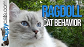 Blue Lynx Mitted Ragdoll Cat Trigg Meowing Smelling Something Outside Youtube Blue Lynx Mitted Ragdoll Cat Trigg Meowing Smelling Something Outside Youtube