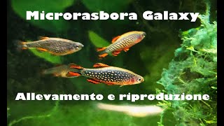 Allevare e riprodurre Microrasbora Galaxy - Breeding Celestial Pearl Danio - Zio Pesce Blog