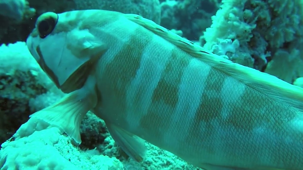 Blacktip grouper (Epinephelus fasciatus) - Marsa Shagra (Egypt) 2-3-2018