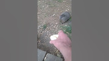 female groundhog took an apple from my hand then ran lol