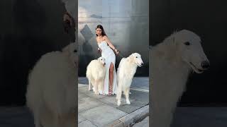 Download Lagu Свадебное платье Хейзер коллекция «Metropolitan chic» 2025, Gabbiano MP3