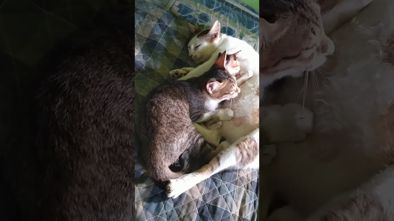 Kucing lucu udah gede masih nyusu - YouTube