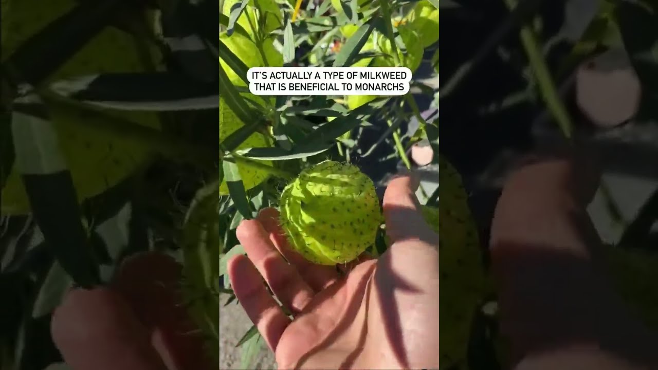 The Hairy Balls Plant