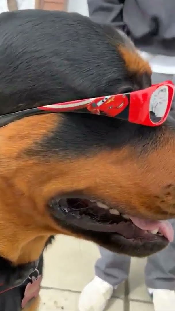 The Coolest Dog