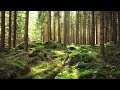 Most Beautiful Music Ever: Le Reveil de La Foret by Sky Mubs