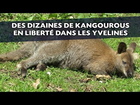 Vidéo: Les wallabies peuvent-ils être des animaux de compagnie ?