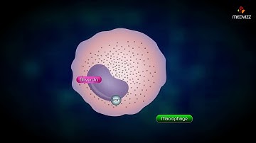 Breakdown of Hemoglobin  Animation