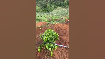 Không cần sử dụng béc bù áp nhưng tưới vẫn đều nước ở địa hình đồi dốc